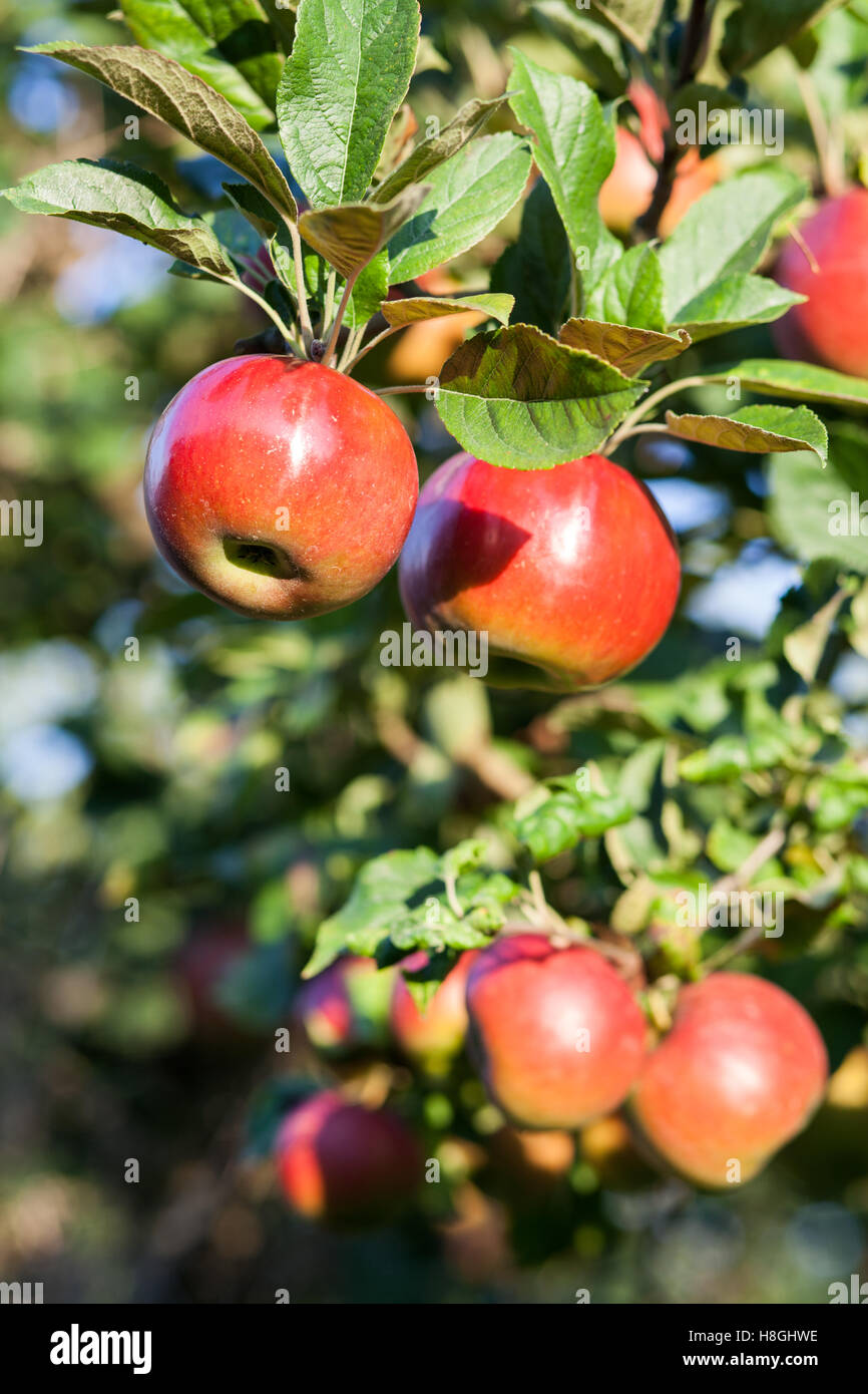 Äpfel im Apfelbaum Stockfoto