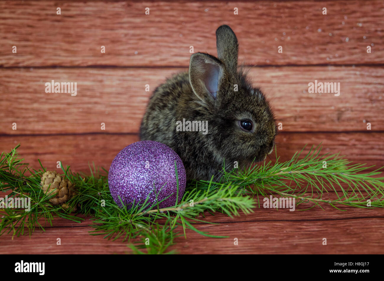 Kaninchen-Pet und Weihnachten-Konzept Stockfoto