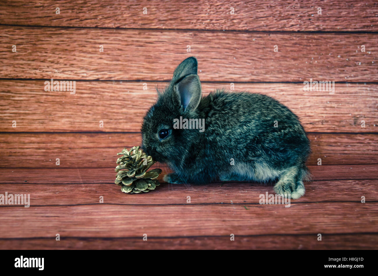 entzückende kleine Kaninchen Haustier Holz Hintergrund Stockfoto