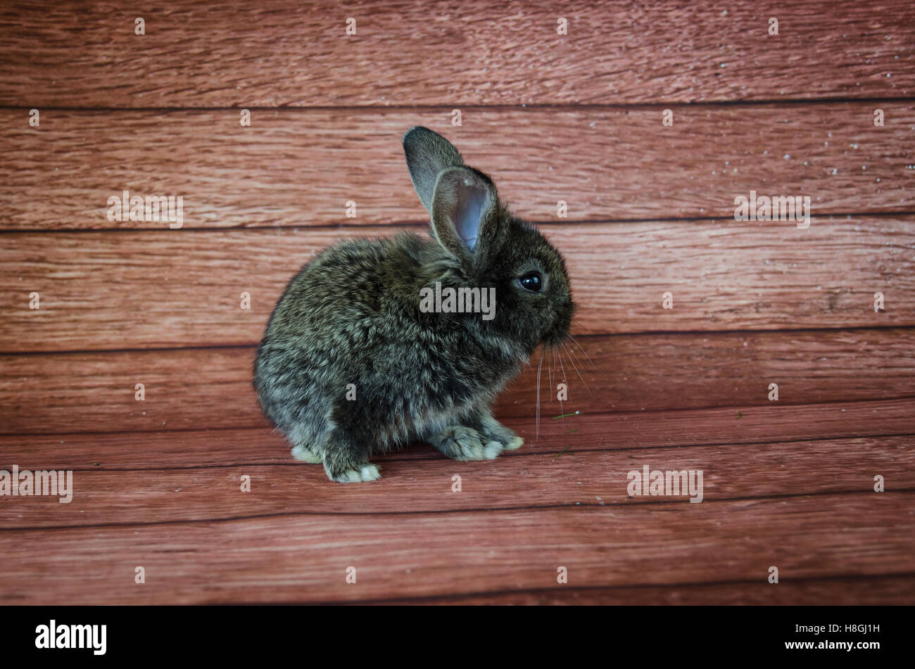 entzückende kleine Kaninchen Haustier Holz Hintergrund Stockfoto