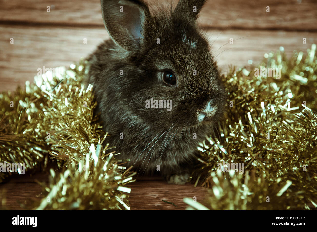Weihnachten Kaninchen Haustier mit Weihnachten schmückt Stockfoto