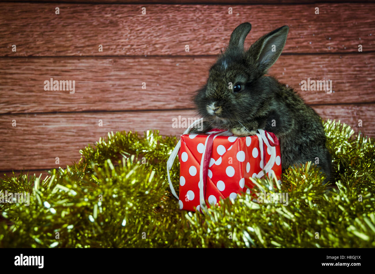 Haustier Kaninchen und Weihnachtsgeschenk Stockfoto