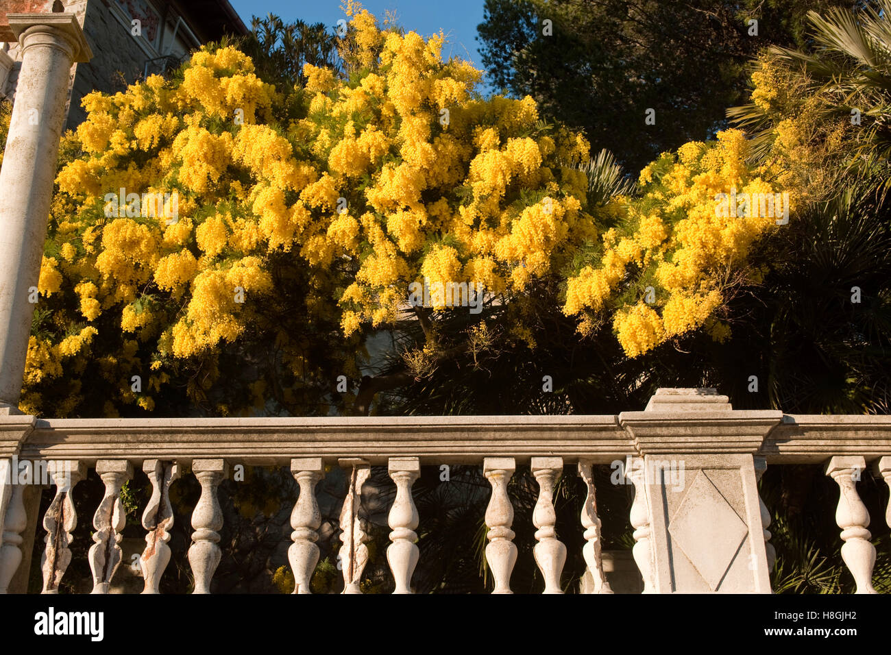 Frankreich, Cote d ' Azur Bei Saint-Raphaël, Alte Villa Mit Blühenden Mimosen (Akazien) Stockfoto