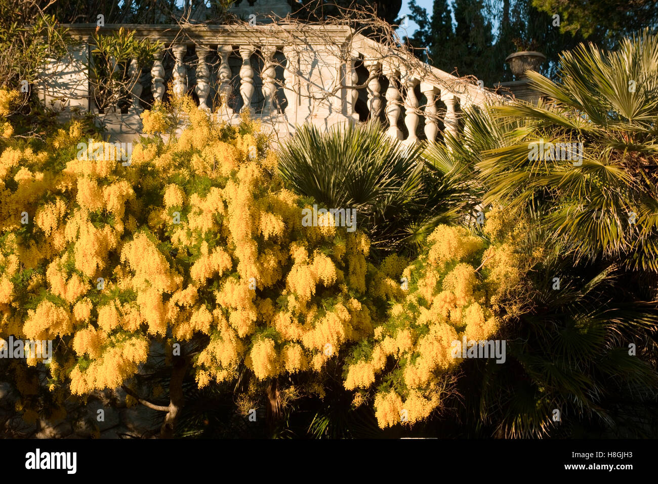 Frankreich, Cote d Azur, bei Saint Raphael, alte Villa mit blühender Silber-Akazie ( Acacia dealbata, Falsche Mimose ) Stockfoto