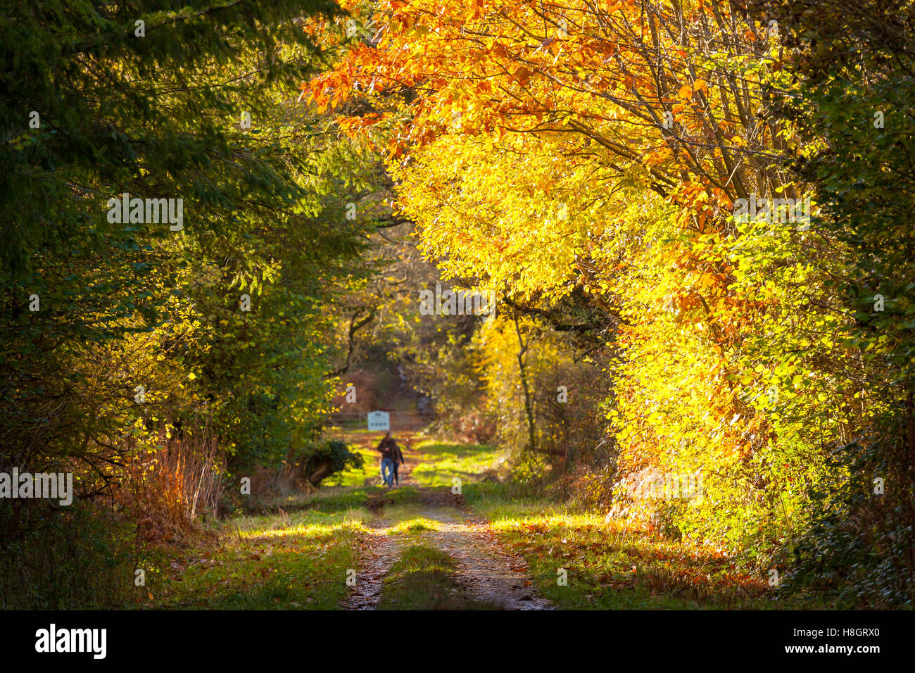 Wanderer im Minwear Wald im Herbst Stockfoto