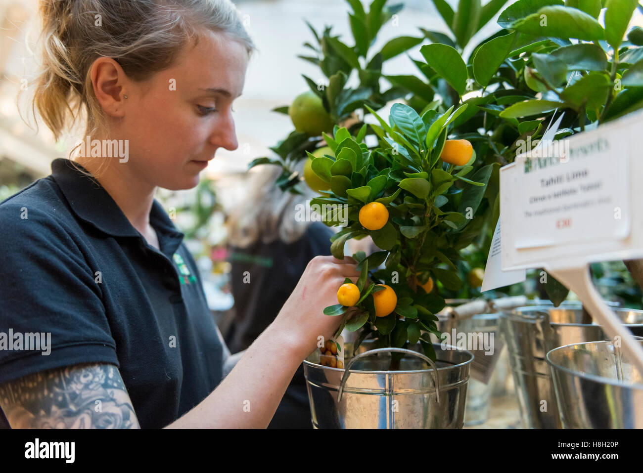 London, UK.  13. November 2016.  Ein Lieferant neigt orange Miniaturbaum wie Hobbygärtner RHS Horticultural Halls im Zentrum von London für die allererste RHS London Urban Gardening Show besuchen wo Anbieter von Kakteen, Sukkulenten und andere winterharten Pflanzen ihre Pflanzen für Verkauf, sowie Beratung für Anfänger städtischen Gärtner bieten. Bildnachweis: Stephen Chung / Alamy Live News Stockfoto