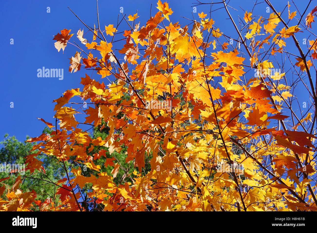 Bunte goldene gelbe Laub von Ahorn im Herbst Stockfoto