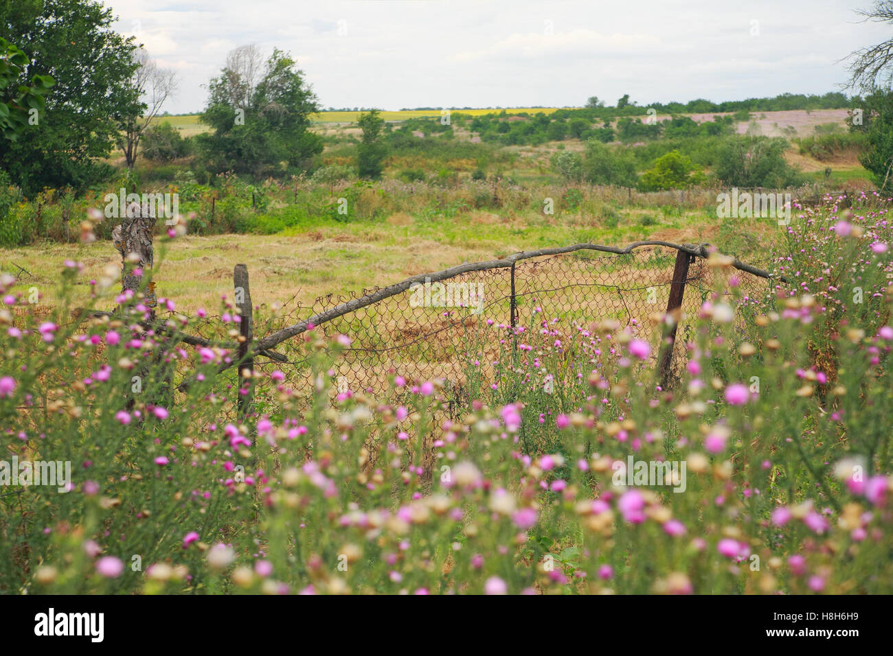 Ländliche Landschaft, ländliche Zaun, Steppe Blumen Stockfoto