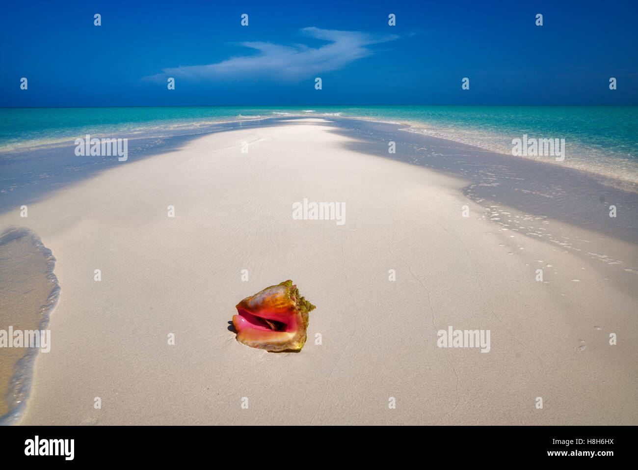 Meeresschnecke auf kleine Sandinsel. Turks- und Caicosinseln. Providenciales Stockfoto