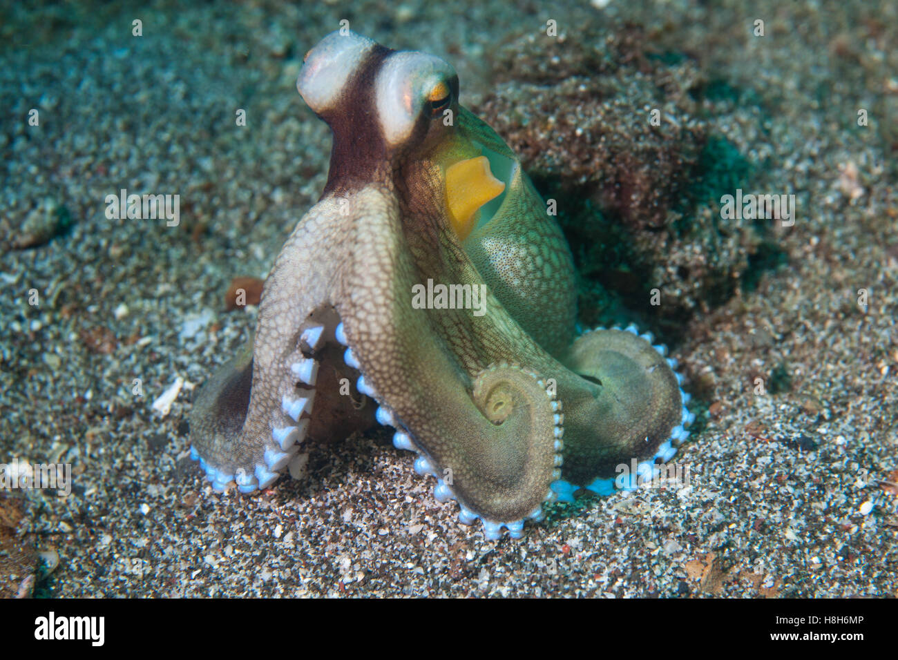 Ein Kokosnuss Oktopus (Amphiooctopus Marginatus) kriecht auf dem sandigen Meeresboden der Lembeh Strait, Indonesien. Stockfoto