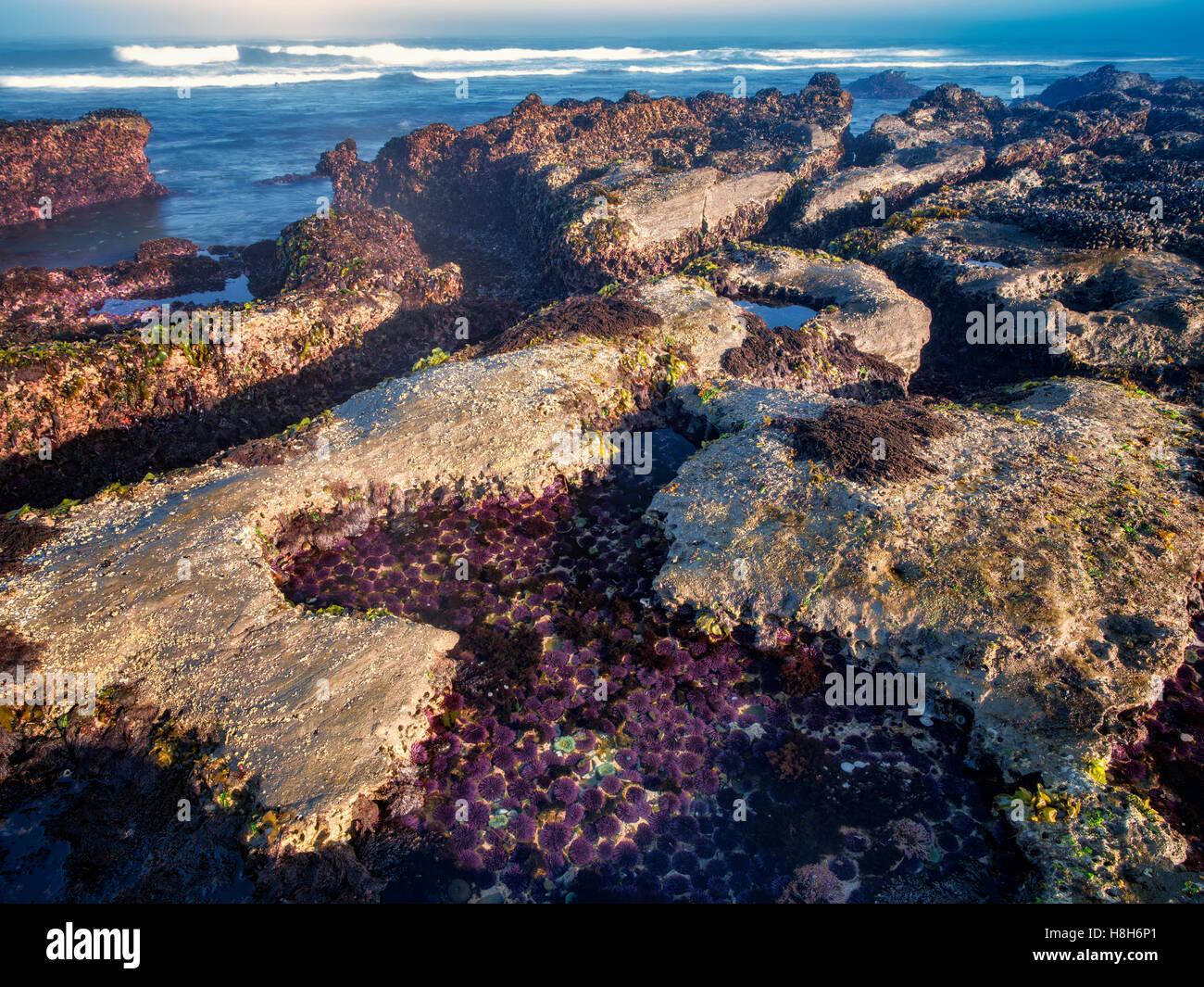 Purpur Seeigel bei minus Gezeiten und Ozean. Devils Punchbowl Zustand natürlicher Umgebung, Oregon Stockfoto