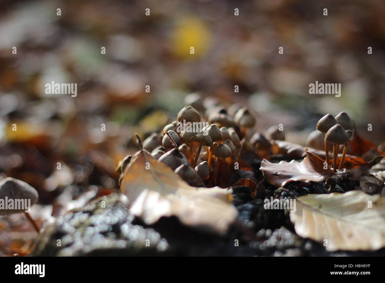 Winzige Spinnennetz über Waldpilze Stockfoto