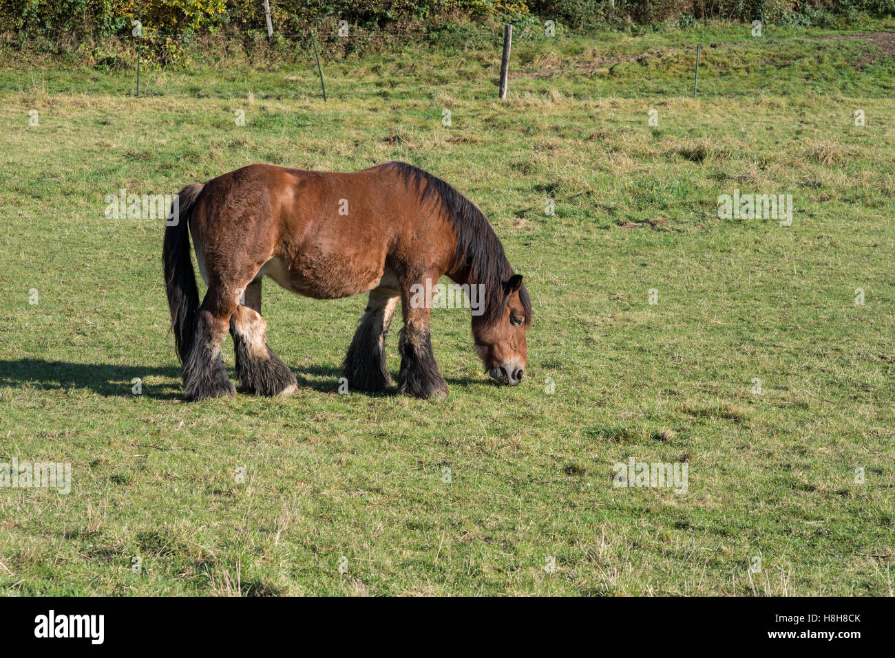 Pferd Essen auf einer eingezäunten Weide Stockfoto