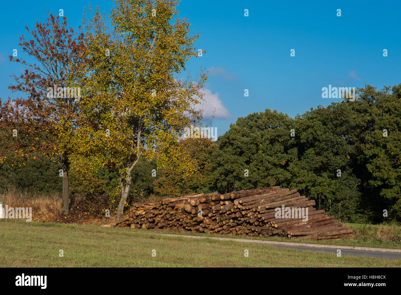 Baum im Herbst mit gefällten Baumstämme vor blauem Himmel Stockfoto