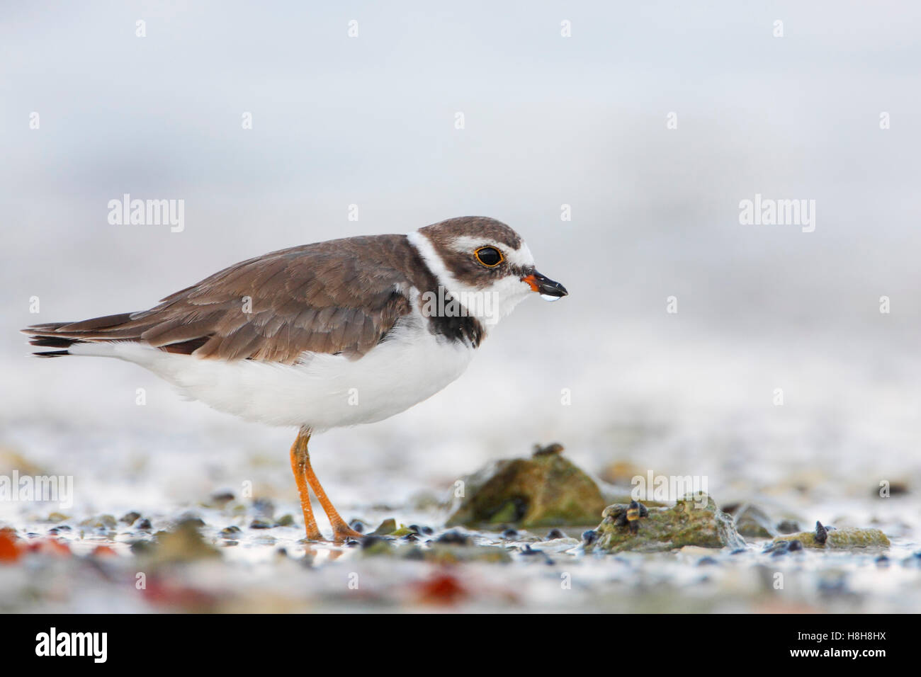 Semipalmated-Regenpfeifer (Charadrius Semipalmatus) am Strand, Curry Hängematte State Park, Florida, USA Stockfoto