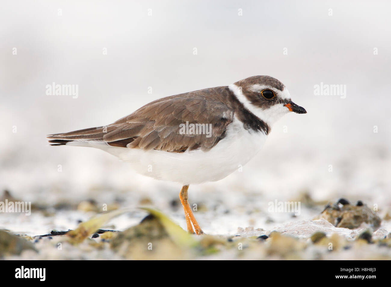 Semipalmated-Regenpfeifer (Charadrius Semipalmatus) am Strand, Curry Hängematte State Park, Florida, USA Stockfoto