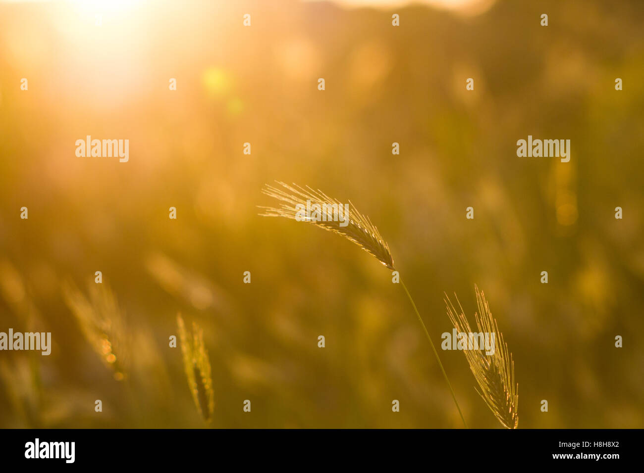 Abstrakte Natur Rasen Sommer oder Frühling Hintergrund Stockfoto