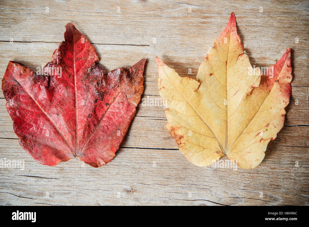 Zwei Blätter im Herbst auf hölzernen Hintergrund Stockfoto