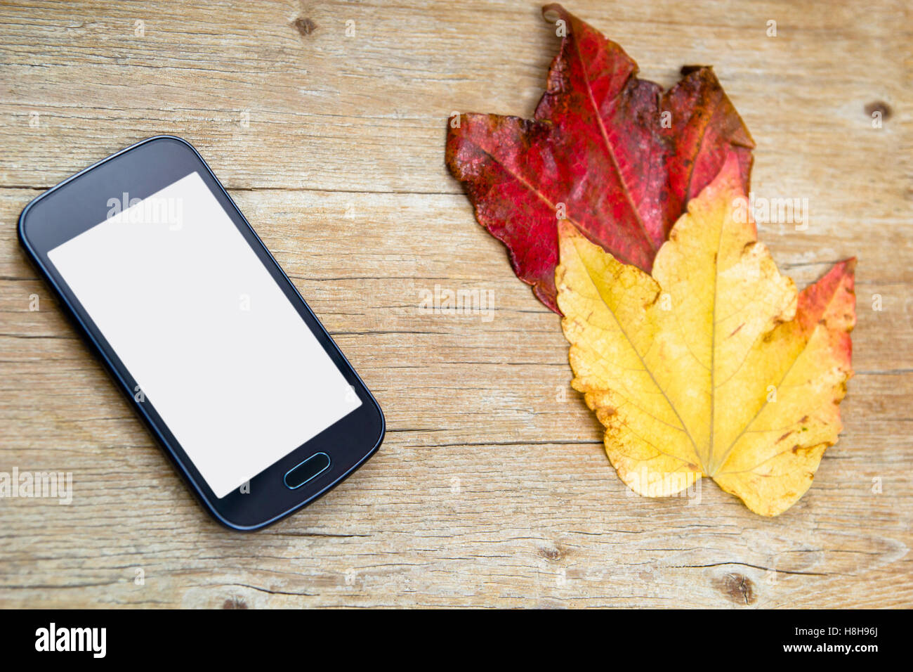 Handy mit weißen kopieren Speicherplatz auf hölzernen Hintergrund und zwei Blätter im Herbst Stockfoto