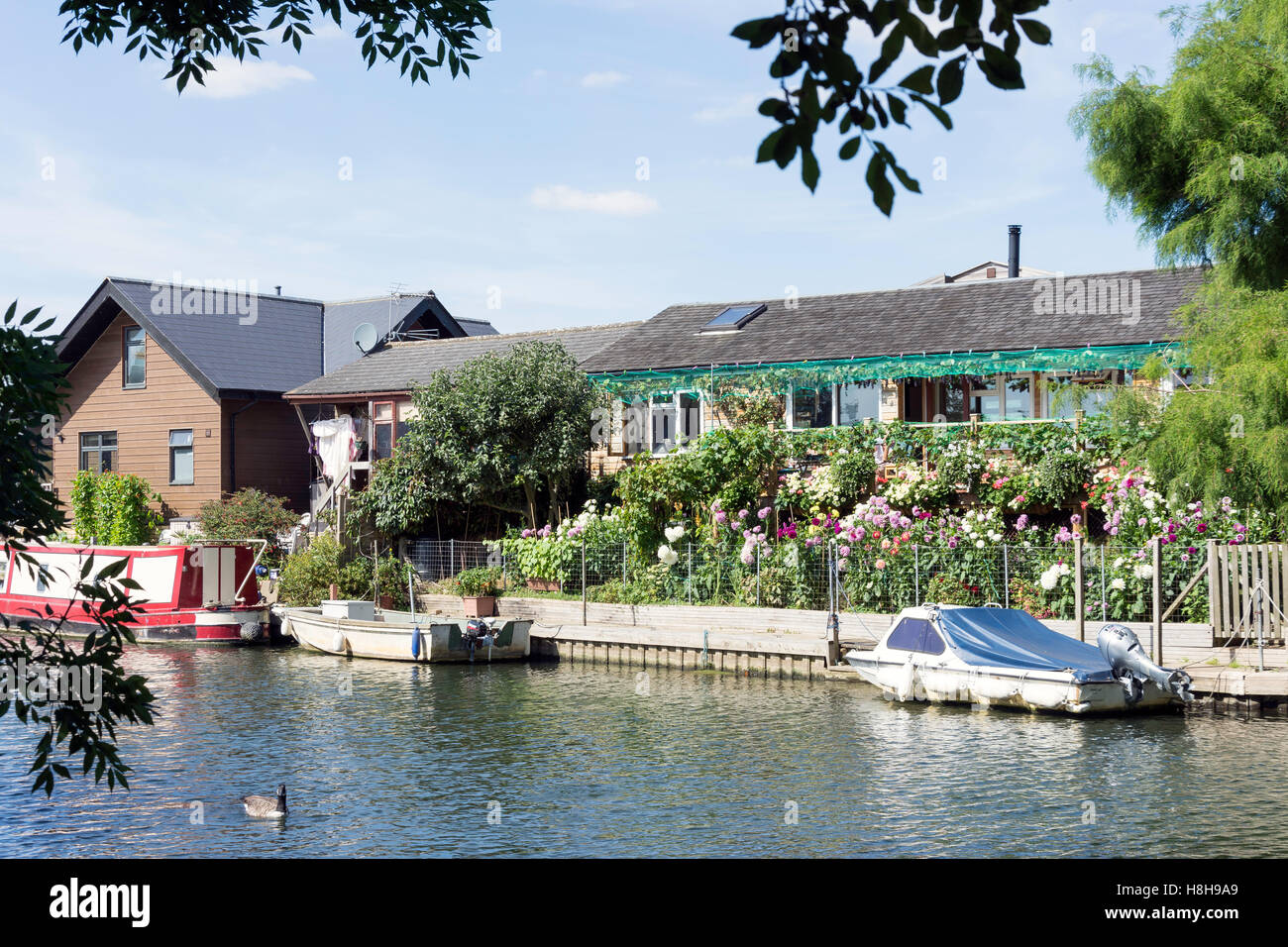 Riverside Häuser auf Taggs Insel, Themse, Hurst Park, West Molesey Surrey, England, Vereinigtes Königreich Stockfoto