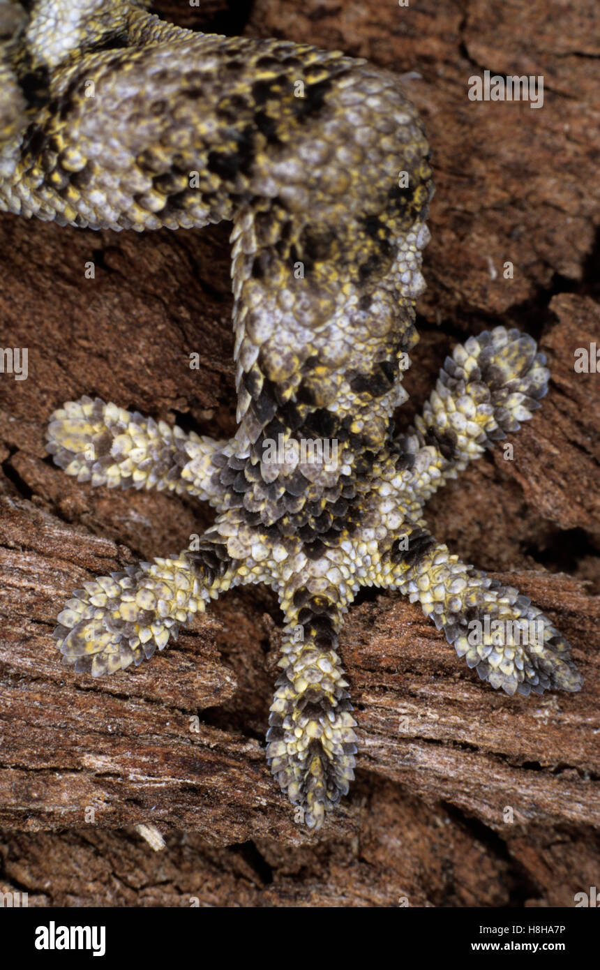 Bein Detail eines gemeinsamen oder maurischen Wand Gecko (Tarentola Mauritanica), Marokko Stockfoto