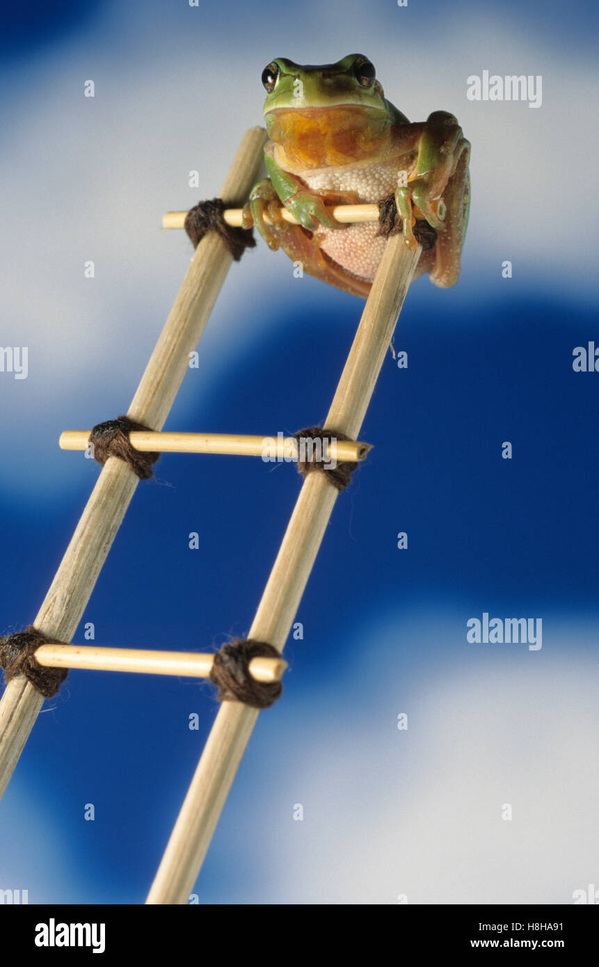 Stripeless Laubfrosch (Hyla Meridionalis) auf einer Leiter Stockfoto