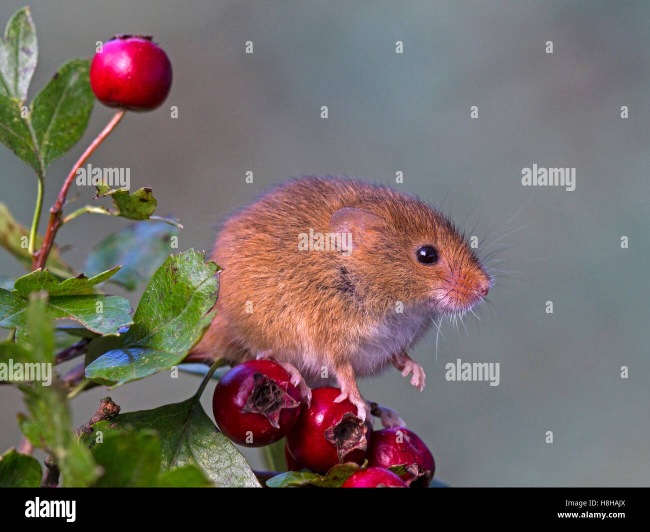 Eurasische Zwergmaus auf Weißdornbeeren Stockfoto