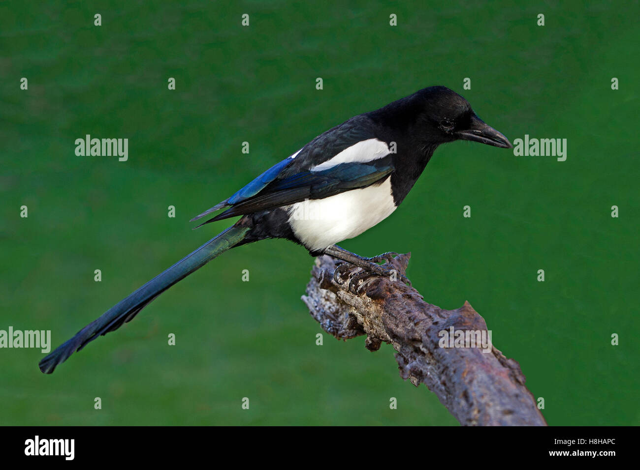 Europäische Elster thront auf Zweig Stockfoto