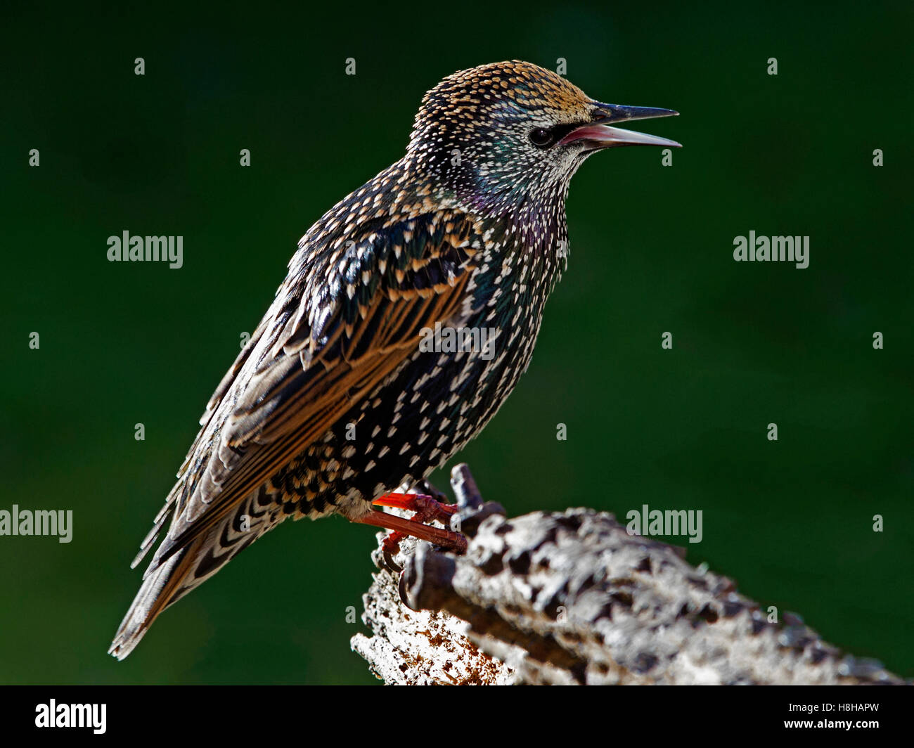 Gemeinsamen Starling thront auf Zweig, Schnabel öffnen Stockfoto