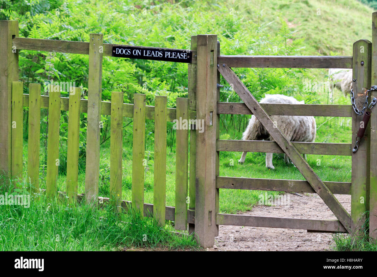 Halten Sie Hunde an Blei Zeichen Holzzaun Schiene mit Schafen im Hintergrund fixiert Stockfoto