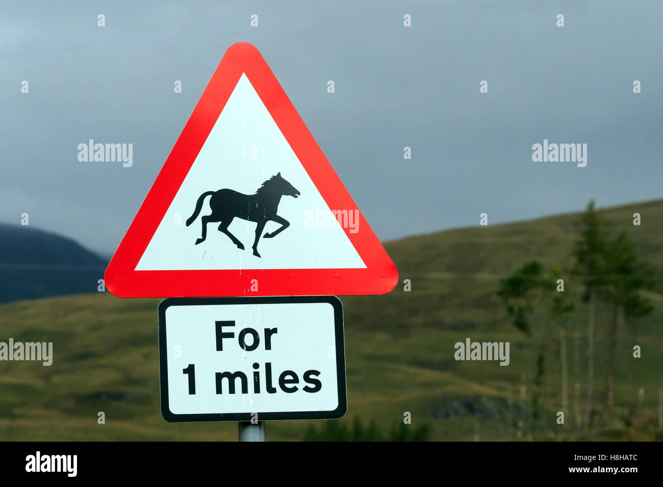 Dreieckigen roten und weißen Schild Warnung Pferde für eine Meilen Stockfoto