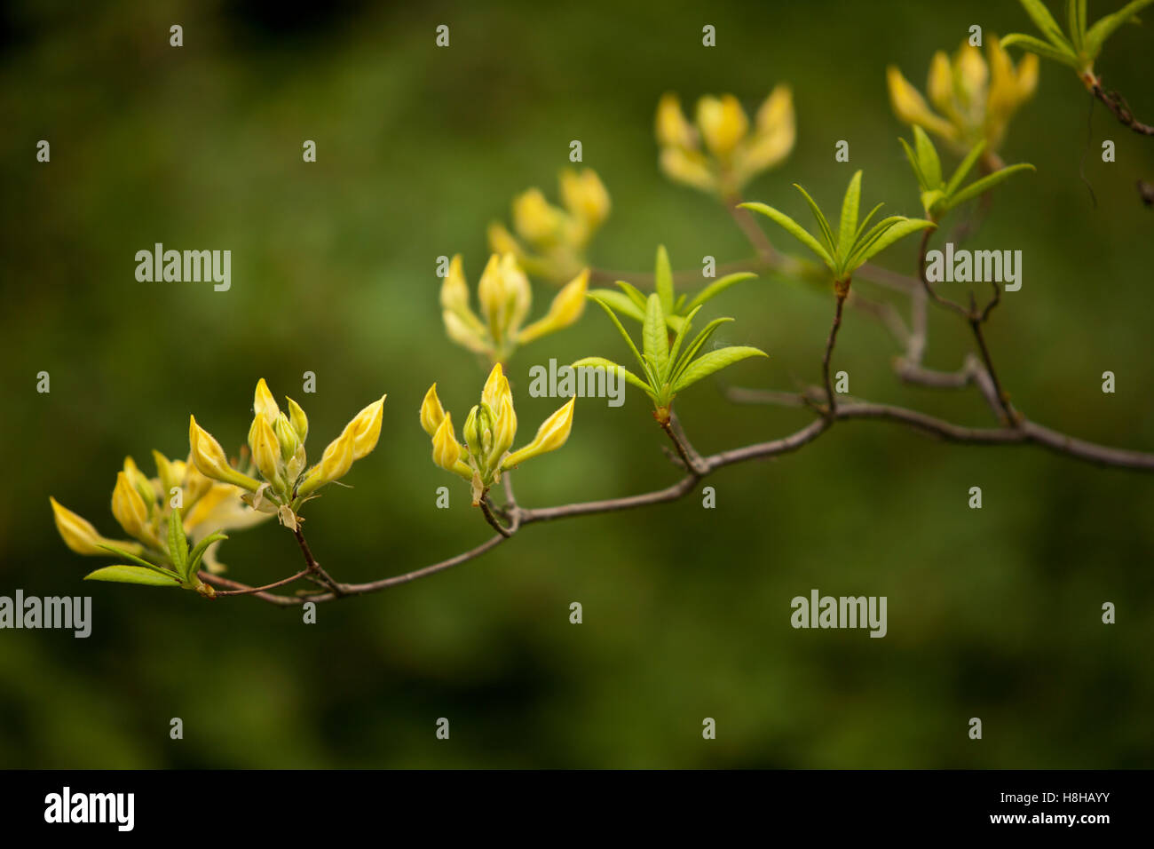 Rhododendron Stockfoto