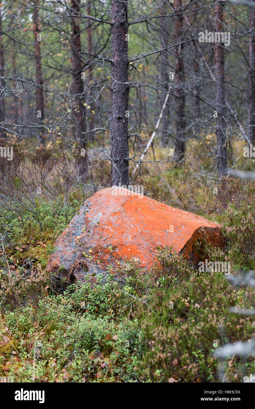 Hellorange bedeckte Felsen in einer ruhigen Waldlandschaft, umgeben von Bäumen und natürlicher Bodenvegetation, die Farbe und Textur in der Wildnis hervorheben Stockfoto