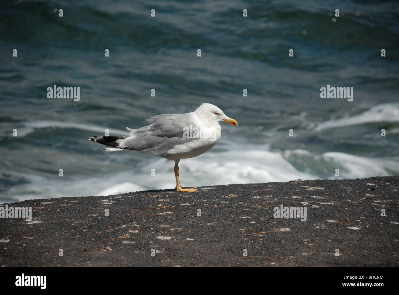Sea gull Stockfoto