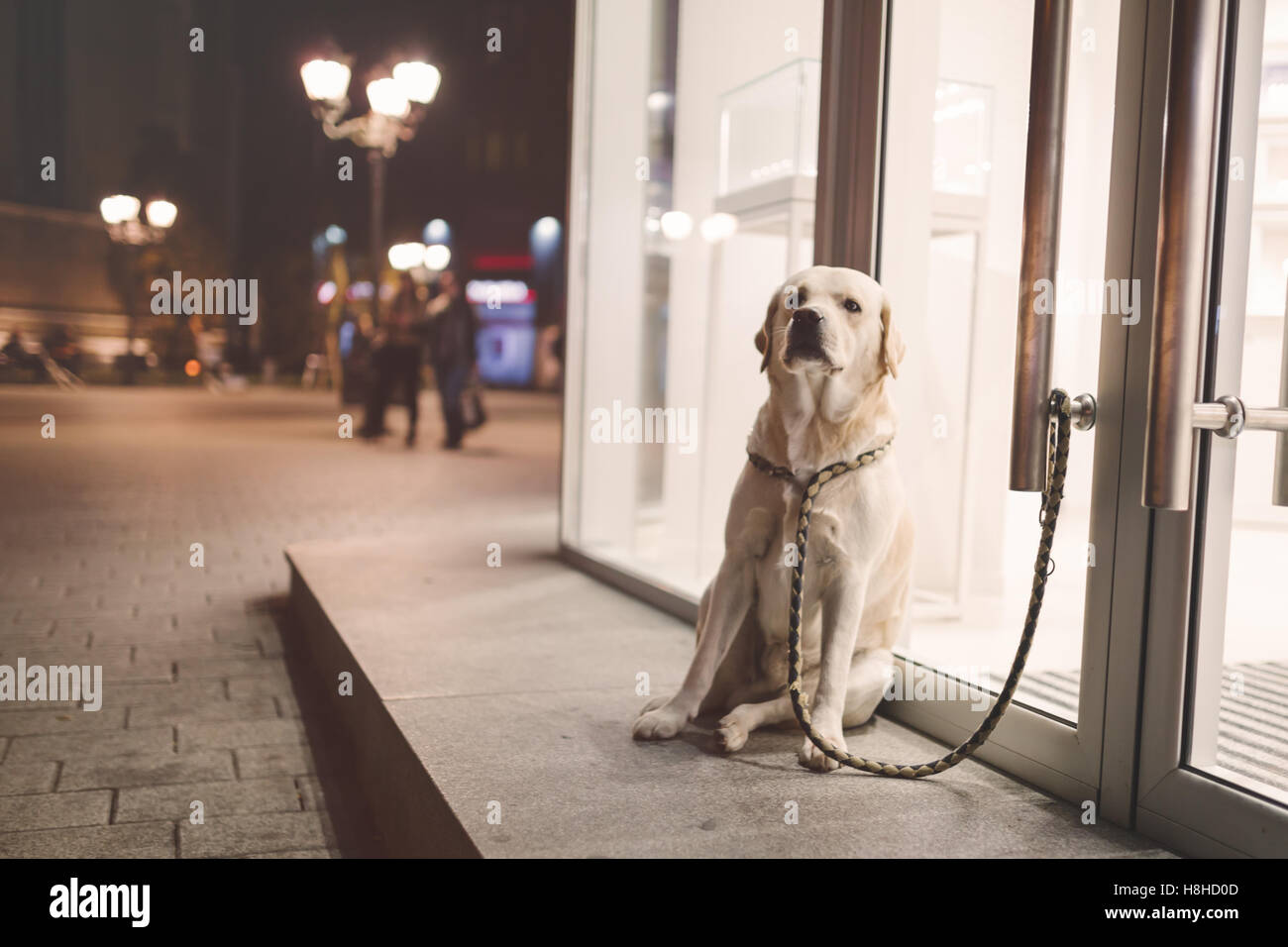Niedliche gehorsamer Hund warten Besitzer nach draußen zu kommen Stockfoto
