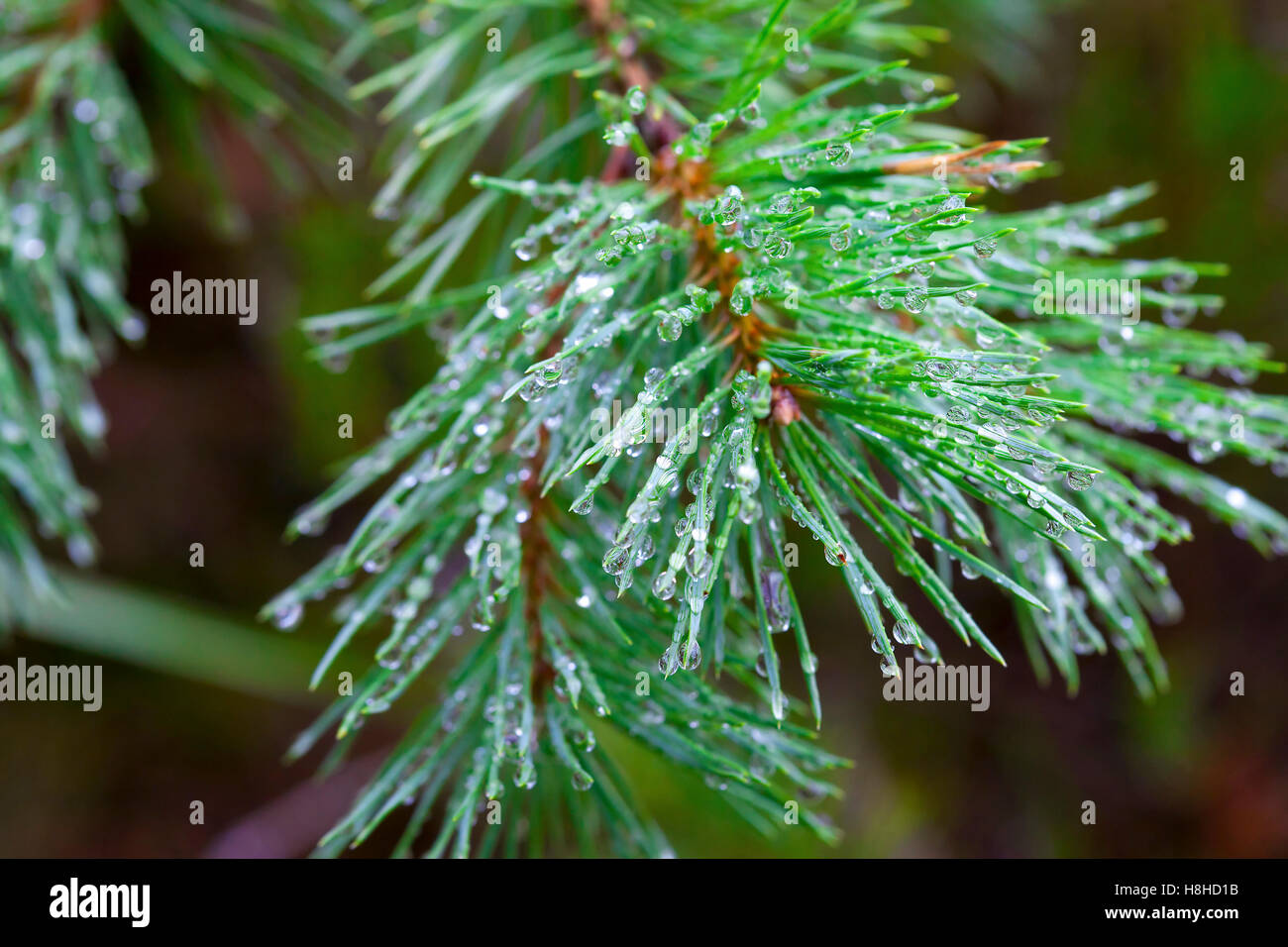 Nahaufnahme auf Wassertropfen auf piniennadeln Stockfoto