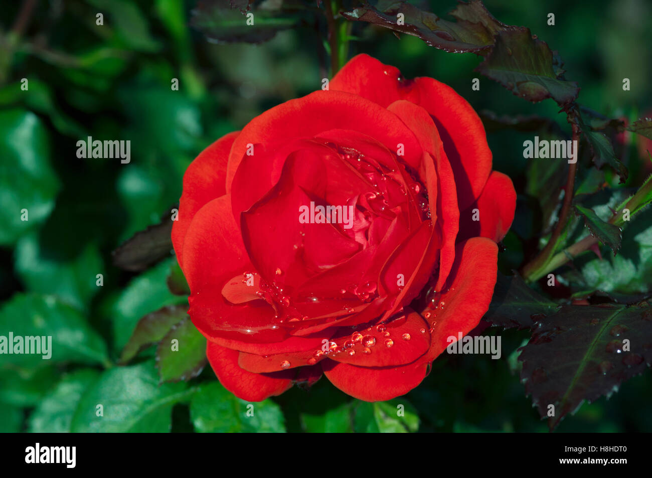 Bush stieg "Erinnerung" - Harxampton.  Edelrosen stieg.  VEREINIGTES KÖNIGREICH. Stockfoto