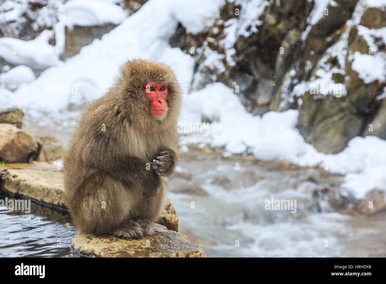 Schnee-Affen bei einem natürlichen Onsen (heiße Quelle), befindet sich in Jigokudani Park, Yudanaka. Nagano, Japan. Stockfoto