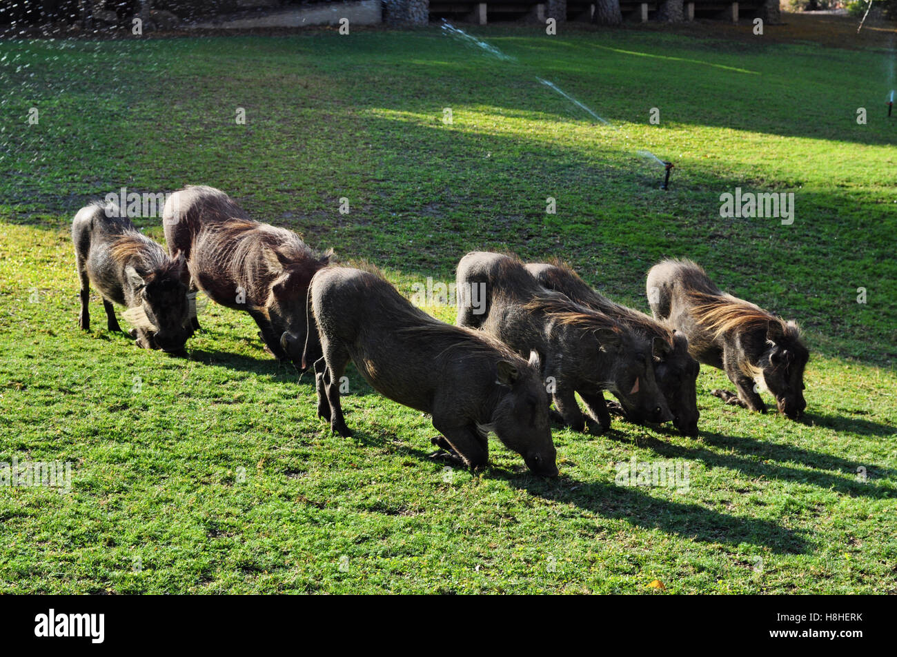Safari in Südafrika, Savannah: Wildschweine füttern im Ngala Private Game Reserve, eine luxuriöse Safari Lodge im Krüger National Park Stockfoto