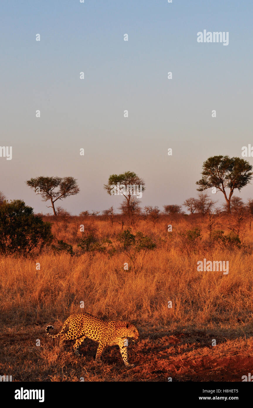 Safari in Südafrika, Savannah: ein Baum und ein afrikanischer Leopard bei Sonnenuntergang in den Kruger National Park, dem größten Naturschutzgebiet in Afrika seit 1898 Stockfoto