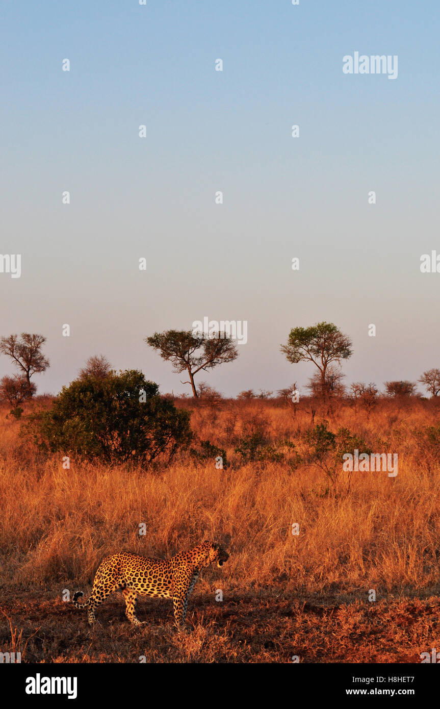 Safari in Südafrika, Savannah: ein Baum und ein afrikanischer Leopard bei Sonnenuntergang in den Kruger National Park, dem größten Naturschutzgebiet in Afrika seit 1898 Stockfoto