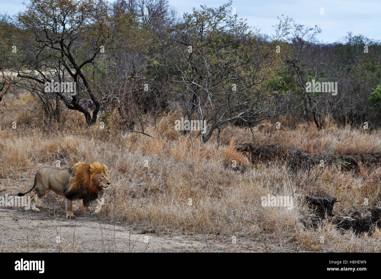 Safari in Südafrika, Savannah: männlicher afrikanischer Löwe, der König des Waldes in den Kruger National Park, dem größten Naturschutzgebiet in Afrika seit 1898 Stockfoto