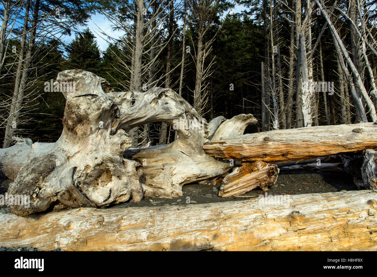 Treibholz. Rialto Strand La Push Washington USA Olympic Nationalpark Stockfoto