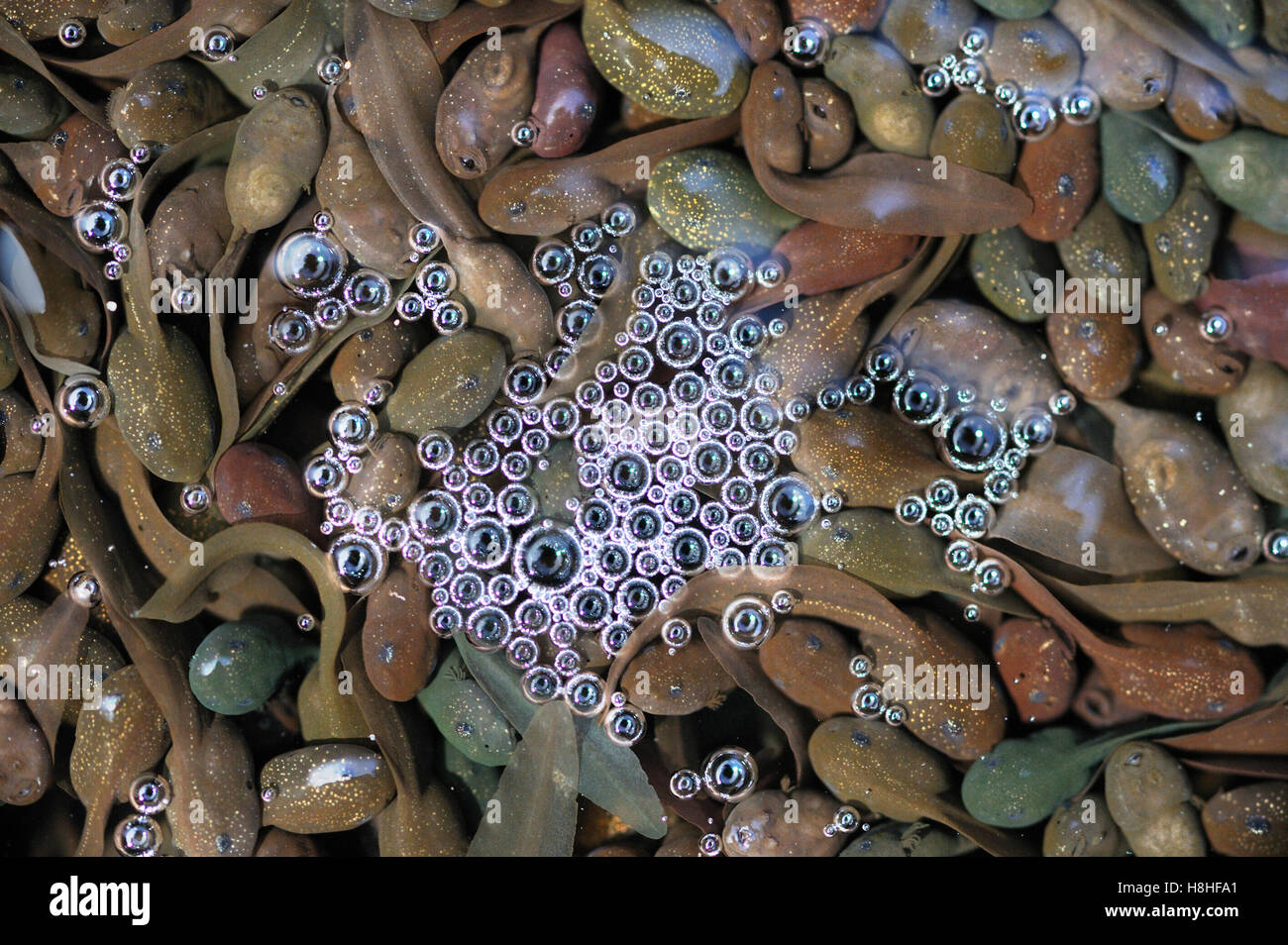 Gemeinsamen Frosch Kaulquappen Stockfoto