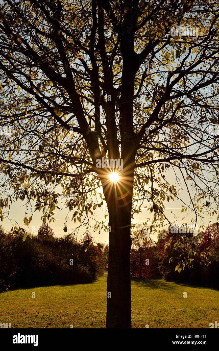 Sonne durch einen Baum Stockfoto