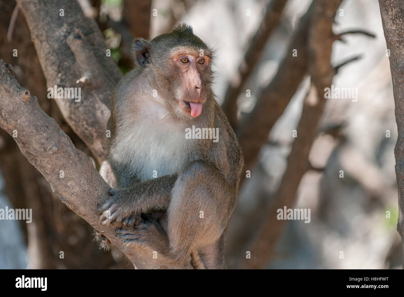 Makaken-Affen im Dschungel des Sam Roi Yot National Park südlich von Hua Hin in Thailand Stockfoto