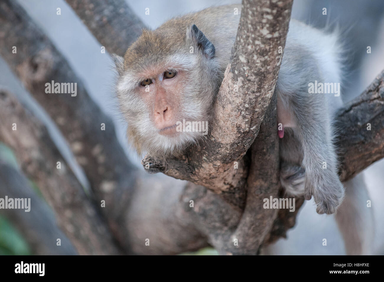 Makaken-Affen im Dschungel des Sam Roi Yot National Park südlich von Hua Hin in Thailand Stockfoto