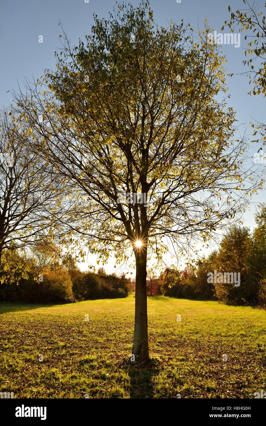 Sonne durch einen Baum Stockfoto