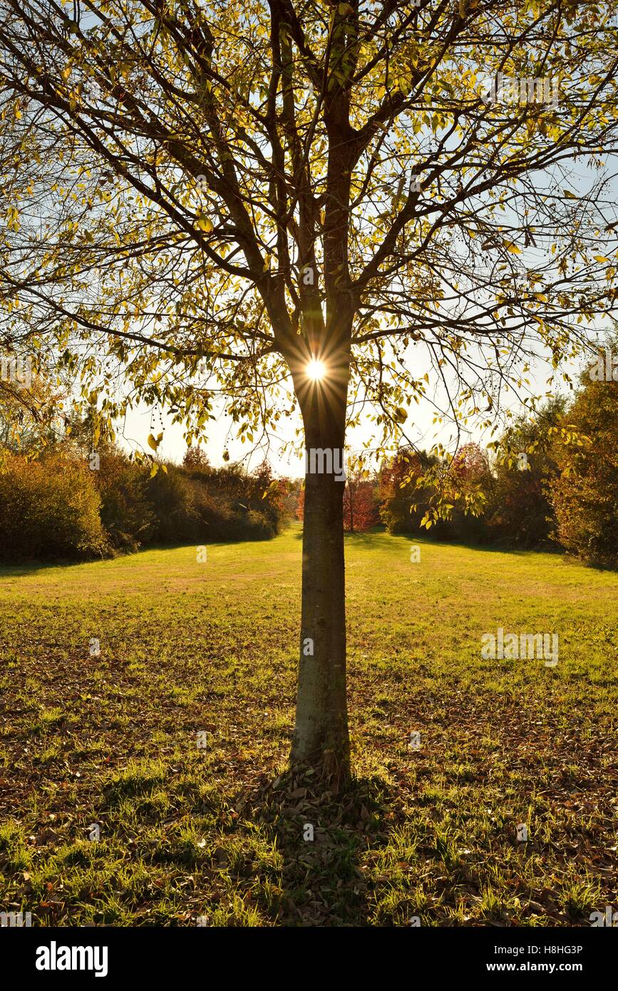 Sonne durch einen Baum Stockfoto