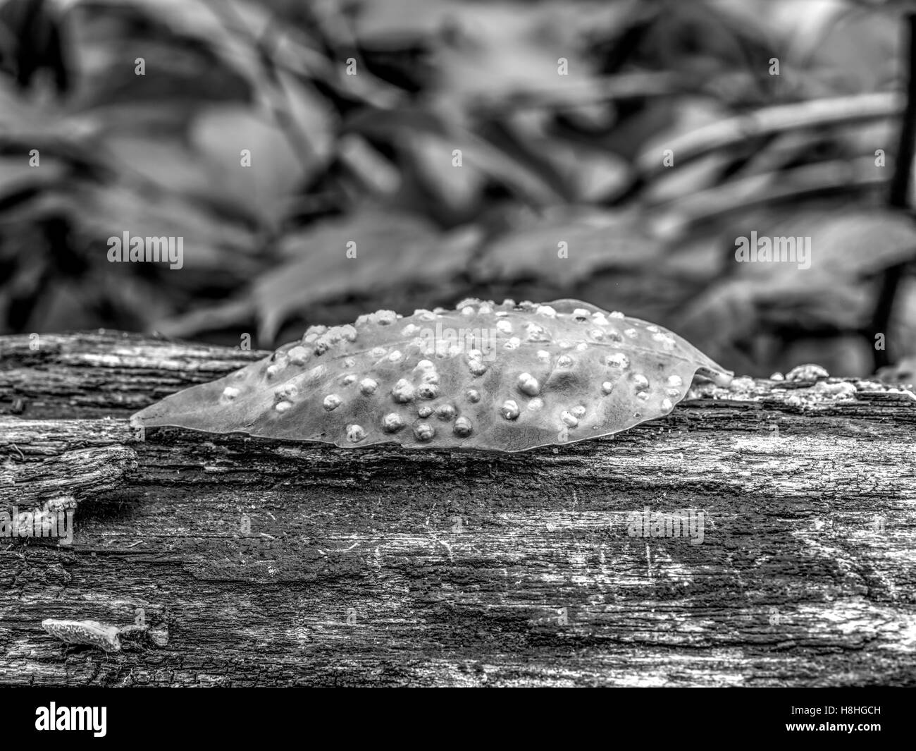 Herbst auf Log hinterlassen im Wald im Frühherbst Stockfoto